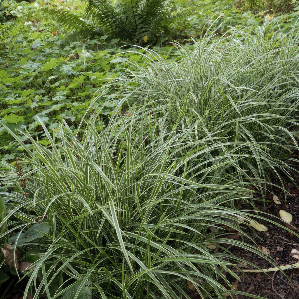 Weißrandige Segge Carex morrowii 'Ice Dance' – ↕10-25cm – Ø9cm – für Sonne & Schatten – Pflegeleicht – Plant