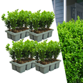 Buchsbaum – Buxus NewGen Freedom – Ø7cm – ca. 15cm hoch – winterhart & pilzresistent – ideal für Hecken & Formschnitt – Plant