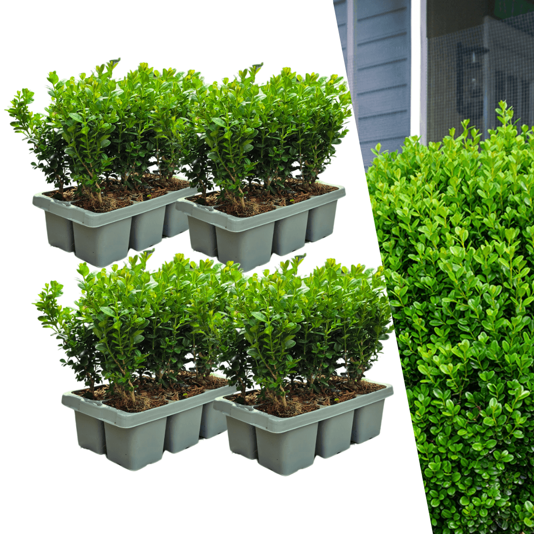 Buchsbaum – Buxus NewGen Freedom – Ø7cm – ca. 15cm hoch – winterhart & pilzresistent – ideal für Hecken & Formschnitt – Plant