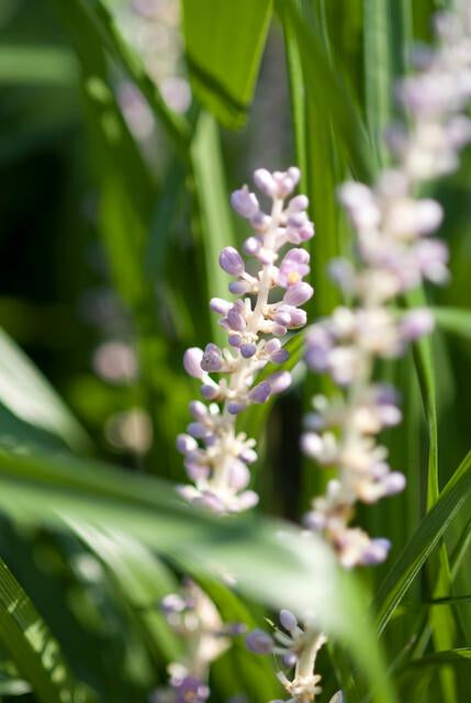 Glöckchentraube Liriope muscari 'Monroe White' – ↕10-25cm – Ø9cm – Immergrün & winterhart – Bodendecker & Beetpflanze – Plant