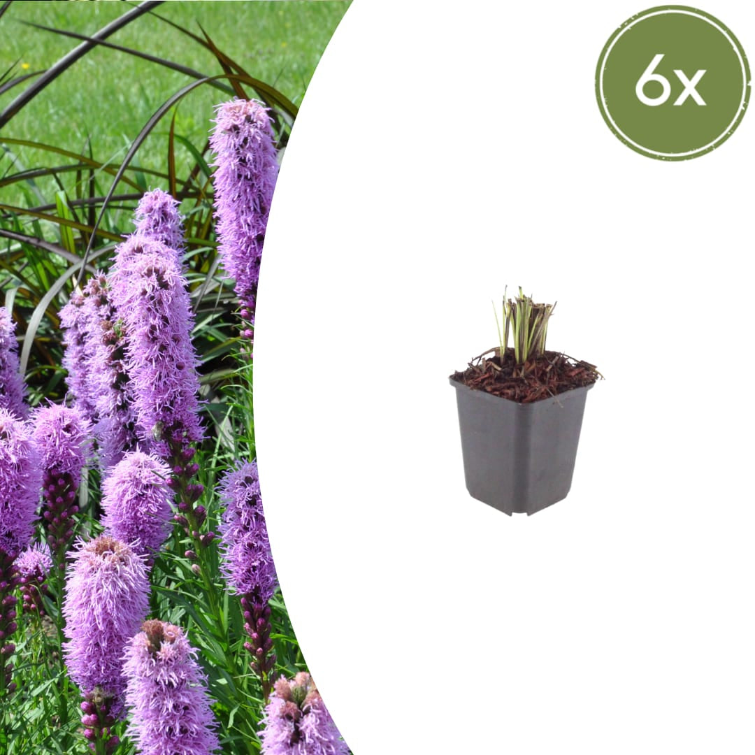 Liatris spicata – Ø9cm – Höhe 10-25cm – Winterharte Staude – Violettrosa Blütenähren – Bienen