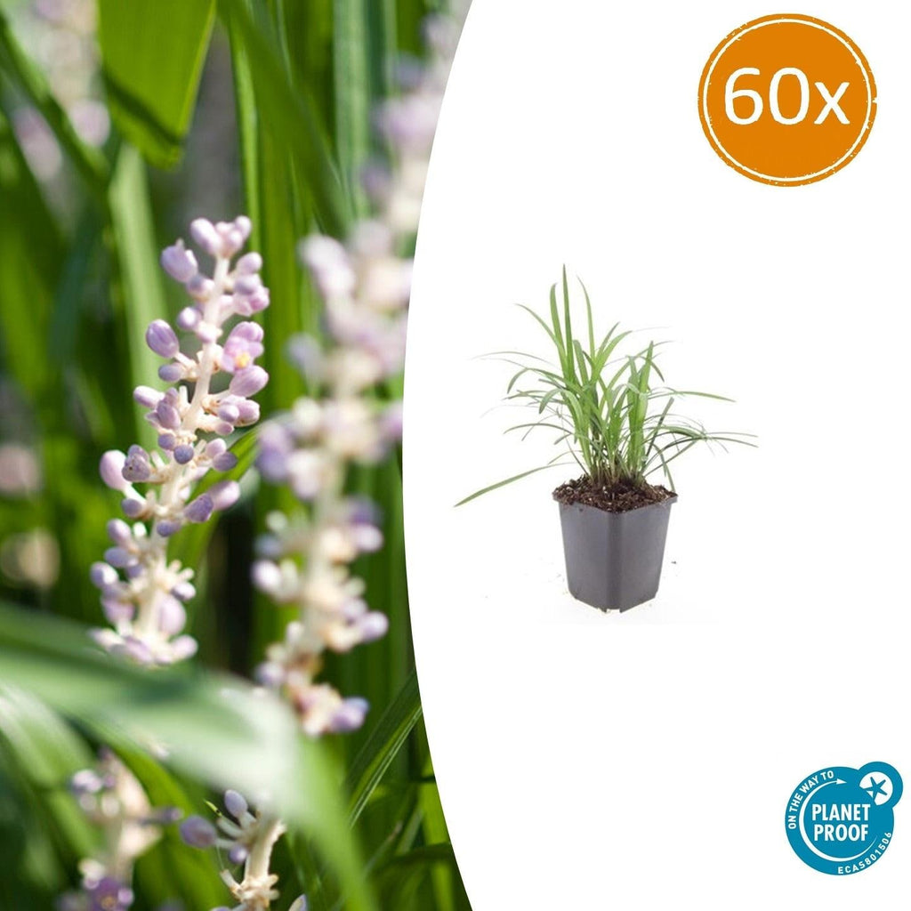 Glöckchentraube Liriope muscari Moneymaker – ↕10-25cm – Ø9cm – Violette Blüten Pflegeleicht – Plant