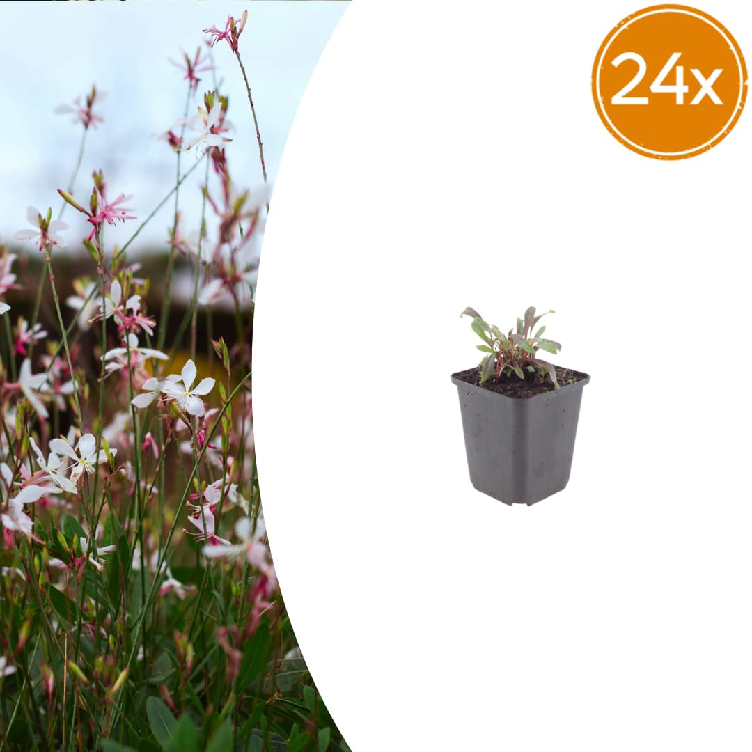 Gaura lindheimeri Siskiyou Pink – Ø9cm – Höhe 10-25cm – Prachtkerze – Kräftig rosafarbene Blüten – Für Beet, Präriegarten & Kübel