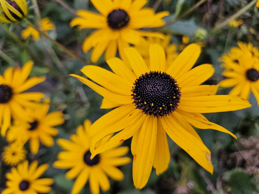 Leuchtender Sonnenhut Rudbeckia fulgida 'Goldsturm' – ↕10-25cm – Ø9cm – Gelbe Blüten – Bienenfreundlich – Pflegeleichte Staude – Plant