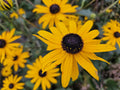 Leuchtender Sonnenhut Rudbeckia fulgida 'Goldsturm' – ↕10-25cm – Ø9cm – Gelbe Blüten – Bienenfreundlich – Pflegeleichte Staude – Plant