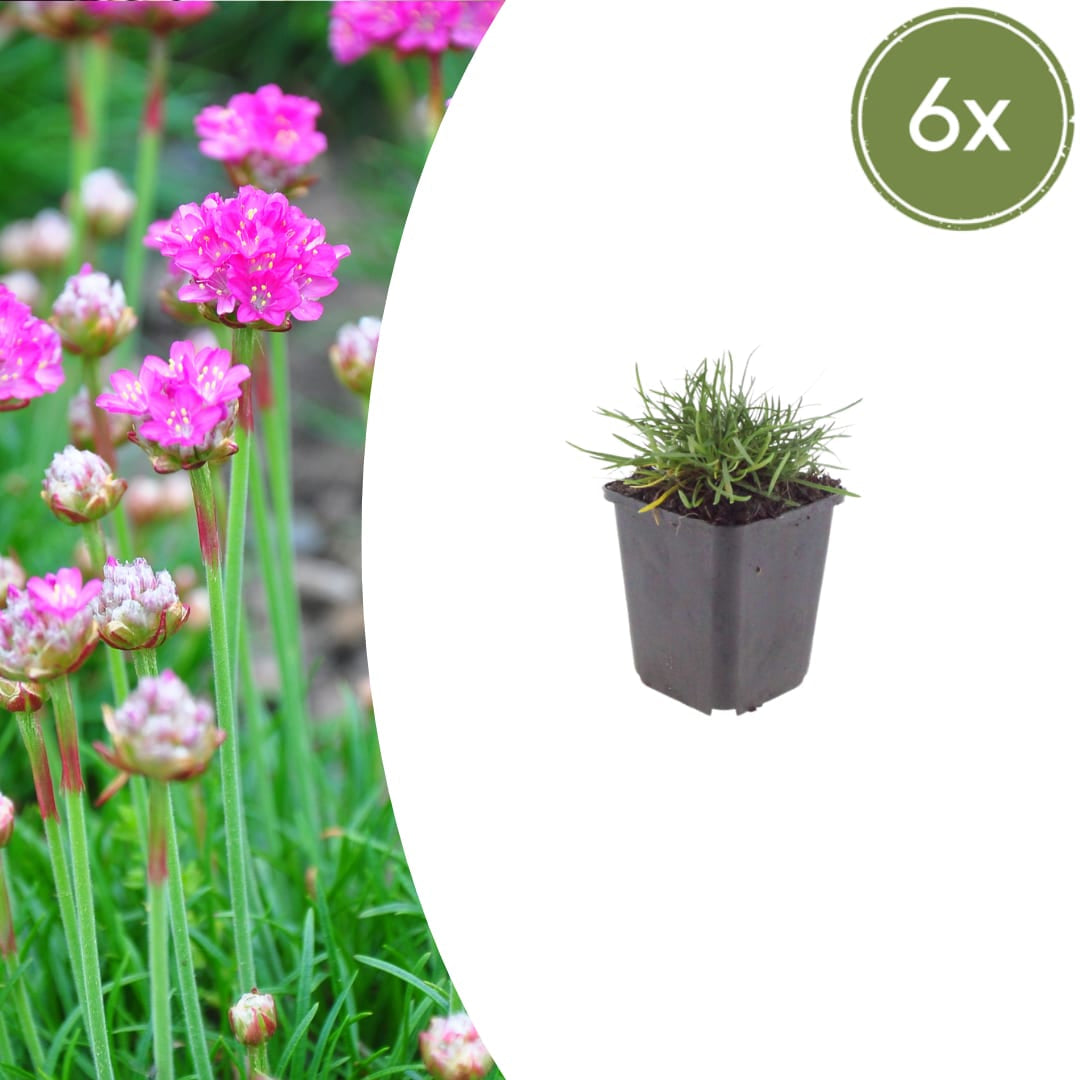 Grasnelke Armeria maritima ‘Splendens’ – 10-25cm – Ø9cm – Winterharte Staude mit rosa Blüten