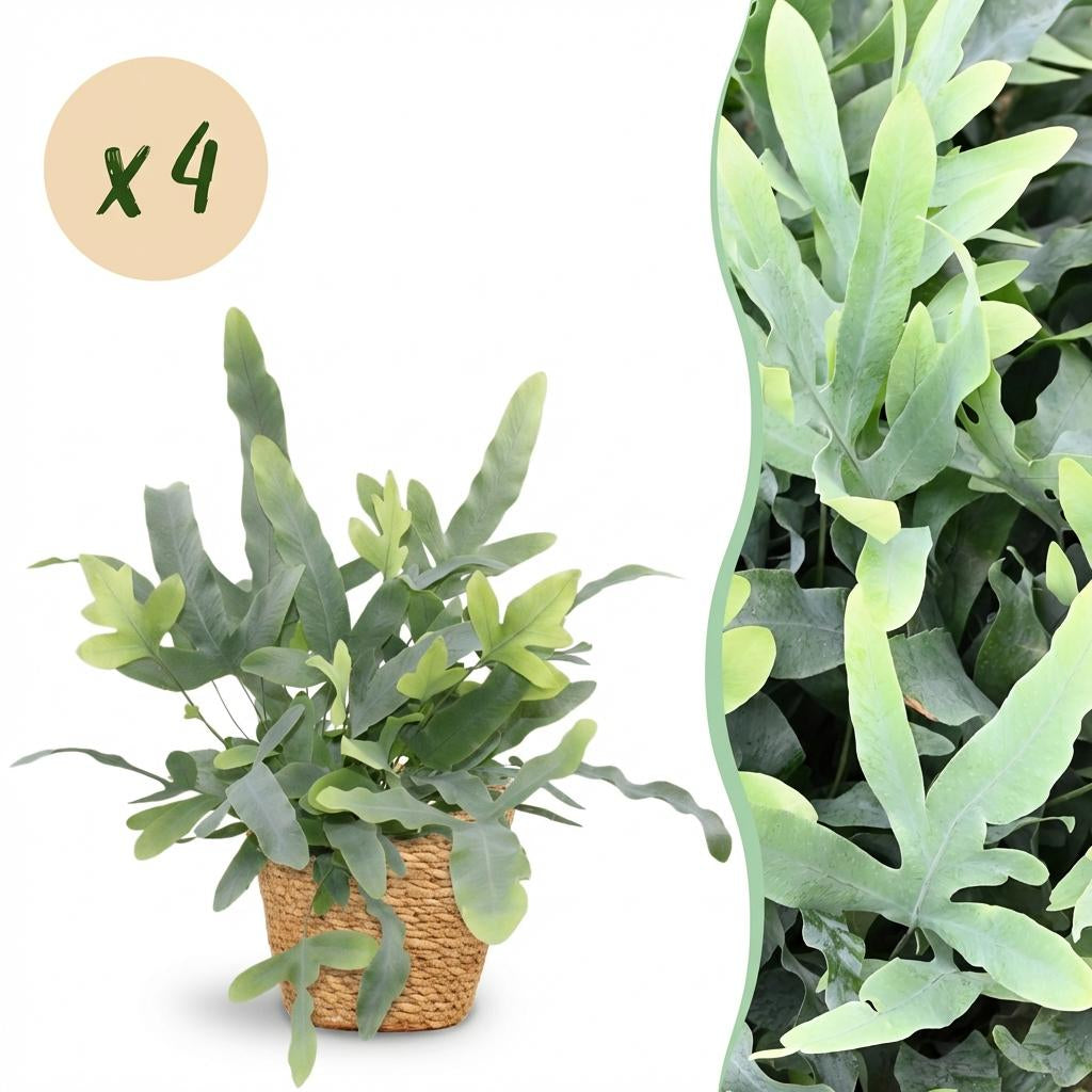 Phlebodium aureum Blue Star Zimmerpflanzen inkl. Naturkorb
