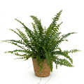 Nephrolepsis Exaltata Green Lady Farn – Zimmerpflanze im Korb Ø12cm Höhe25cm – Haustierfreundliche Grünpflanze – Luftreinigend & Pflegeleicht