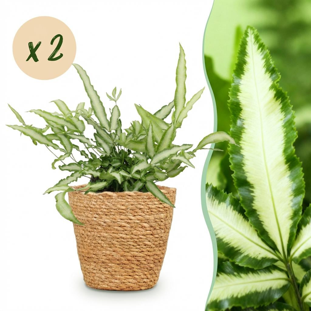 Pteris Cretica Albolineata Schwertfarn Zimmerpflanze inkl. Naturkorb