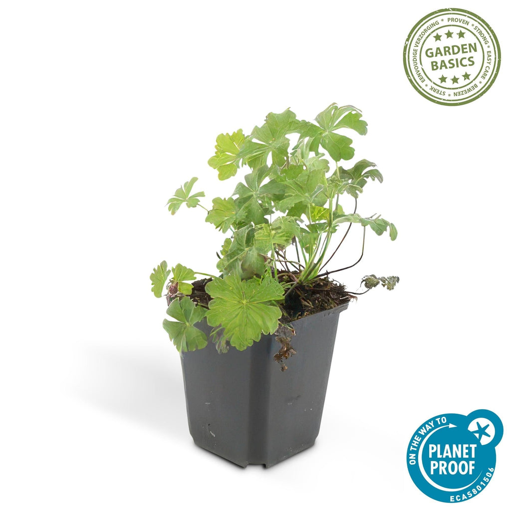Cambridge Storchschnabel – Geranium cantabrigiense 'Biokovo' – ↕10-25cm – Ø9cm – Pflegeleicht – Plant