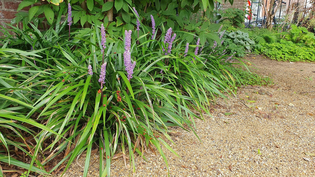 Lilientraube Liriope muscari 'Ingwersen' – ↕10-25cm – Ø9cm –, Immergrün, Violette Blüten, Winterhart, Pflegeleicht – Plant