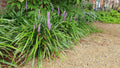 Lilientraube Liriope muscari 'Ingwersen' – ↕10-25cm – Ø9cm –, Immergrün, Violette Blüten, Winterhart, Pflegeleicht – Plant