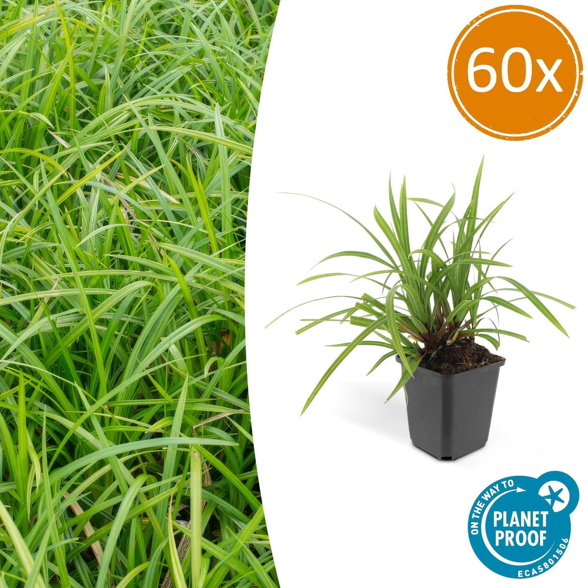Grünblättrige Segge Carex morrowii 'Irish Green' – ↕10-25cm – Ø9cm – Immergrün – Pflegeleicht – Schattentauglich – Plant