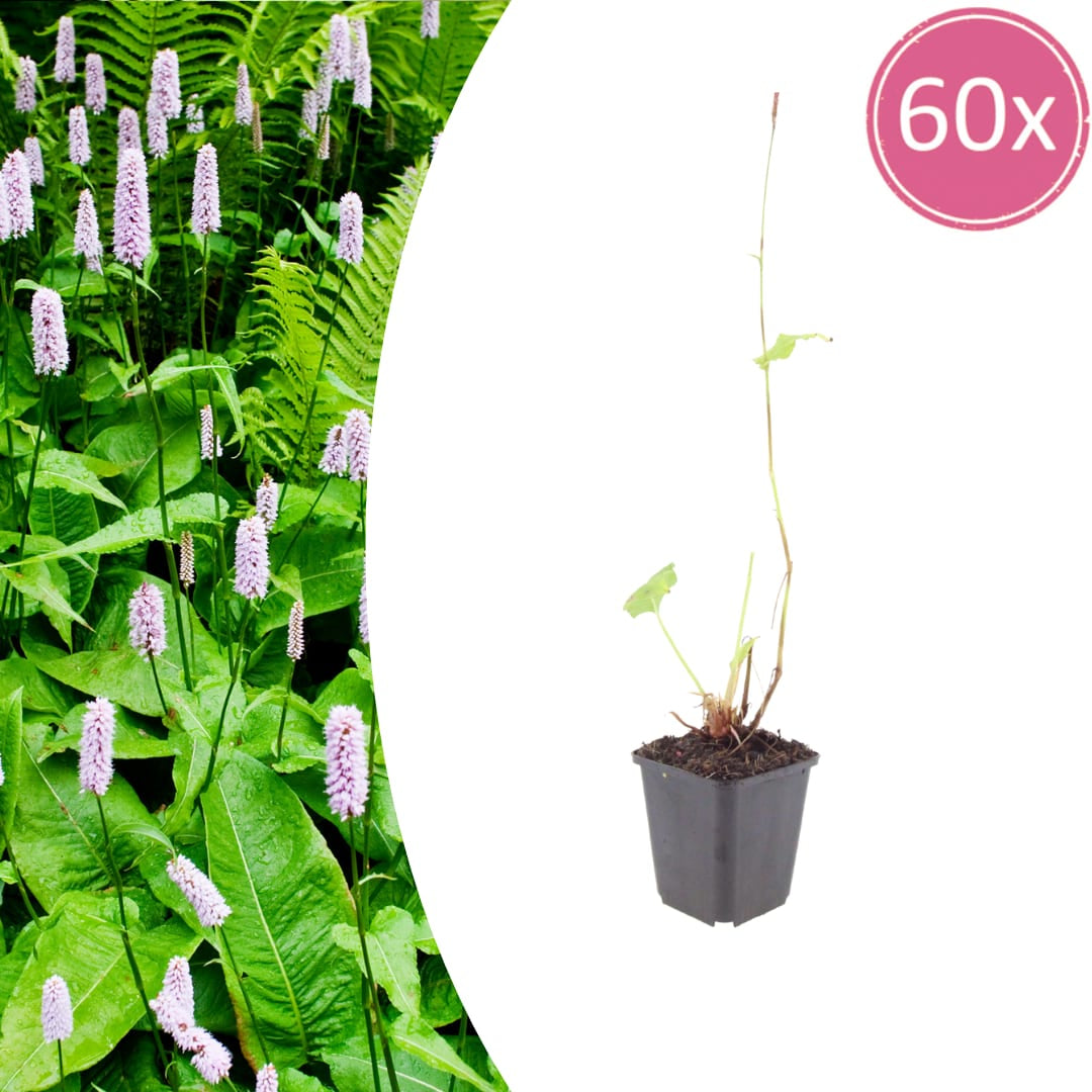 Persicaria amplexicaulis Alba – Ø9cm – Höhe 10-25cm – Winterharte Staude – Weiße Blütenähren – Bienenfreundlich für Beet & Naturgarten