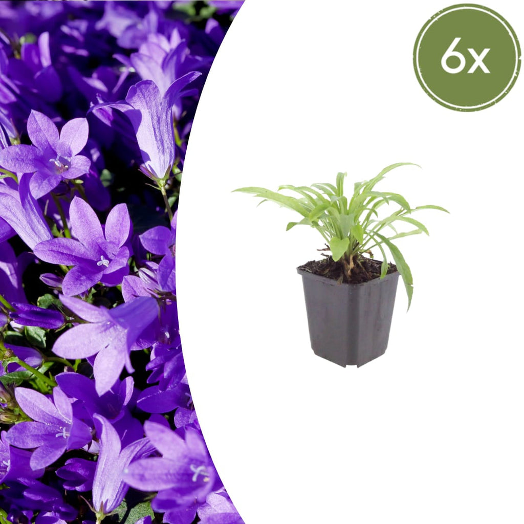 Pfirsichblättrige Glockenblume Campanula persicifolia ‘Coerulea’ – 10-25cm – Ø9cm – Blaue Staude für Sonne & Halbschatten