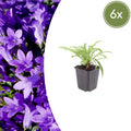 Pfirsichblättrige Glockenblume Campanula persicifolia ‘Coerulea’ – 10-25cm – Ø9cm – Blaue Staude für Sonne & Halbschatten