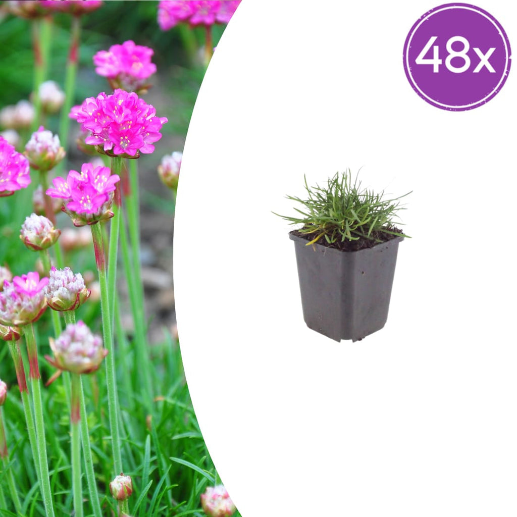 Grasnelke Armeria maritima ‘Splendens’ – 10-25cm – Ø9cm – Winterharte Staude mit rosa Blüten