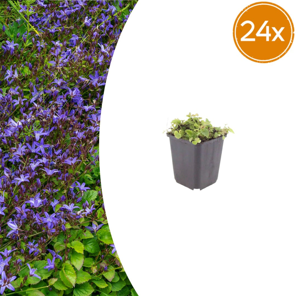 Campanula poscharskyana – Polster – Glockenblume – 10-25cm – Ø9cm – Winterharte Bodendecker Staude – Blühpflanze für Mauer, Beet & Balkon
