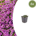 Thymian Thymus praecox Coccineus Bodendecker – Ø9cm – Höhe 10-25cm – Rosa Rot blühender Polsterthymian – Winterhart – Für Steingarten & Beet