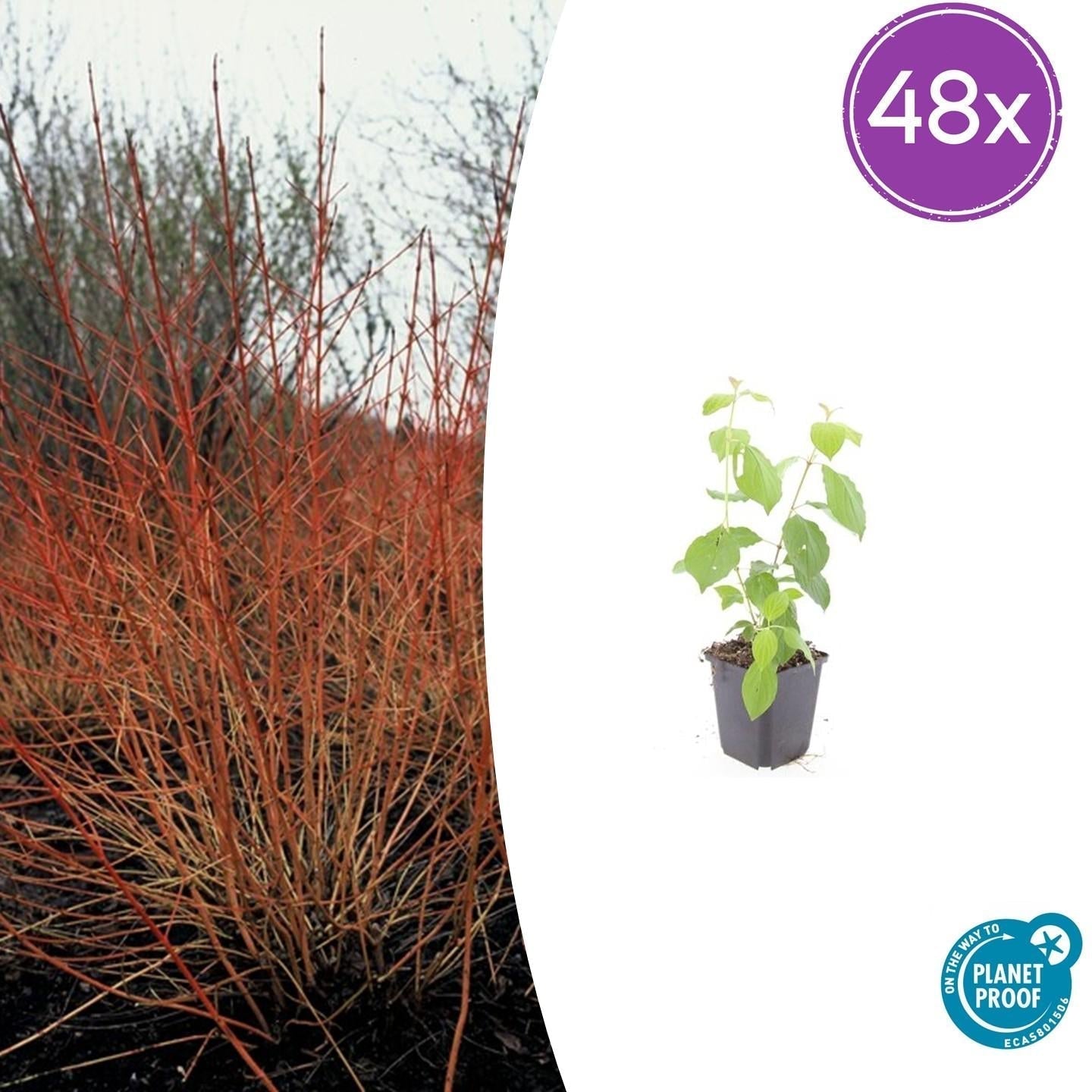 Roter Hartriegel – Cornus sanguinea 'Midwinter Fire' – ↑10-25cm – Ø9cm – Winterharter Zierstrauch, Leuchtende Zweige, Pflegeleicht – Plant