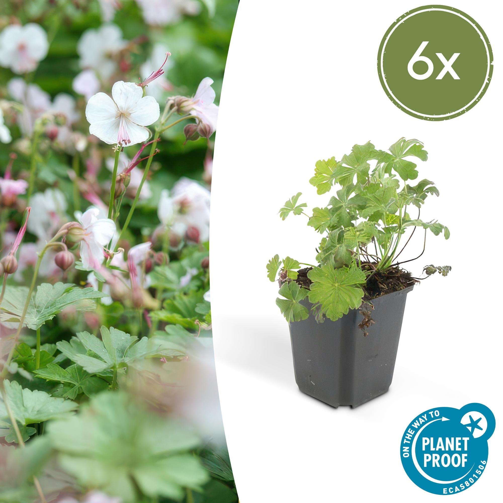 Cambridge Storchschnabel – Geranium cantabrigiense 'Biokovo' – ↕10-25cm – Ø9cm – Pflegeleicht – Plant