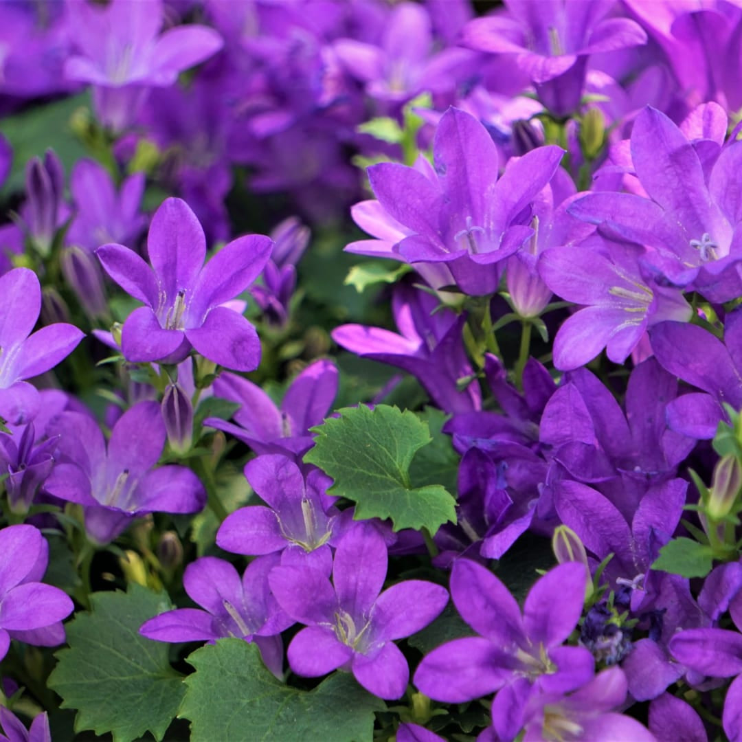 Campanula portenschlagiana – Dalmatiner – Glockenblume – 10-25cm – Ø9cm – Winterharte Bodendecker Staude – Topfpflanzen