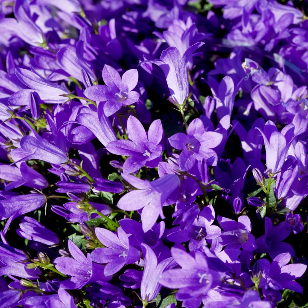 Pfirsichblättrige Glockenblume Campanula persicifolia ‘Coerulea’ – 10-25cm – Ø9cm – Blaue Staude für Sonne & Halbschatten