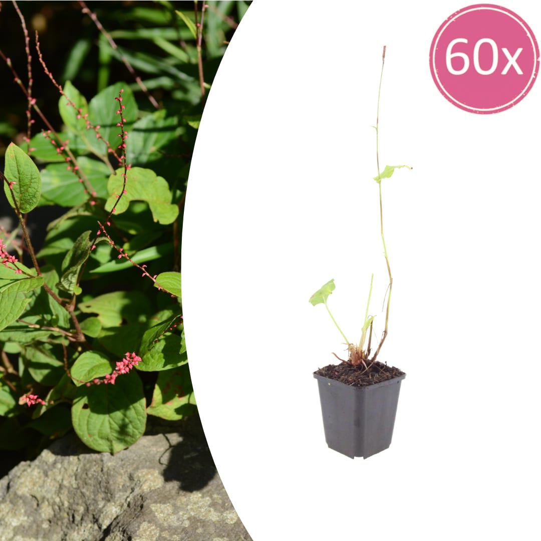 Persicaria amplexicaulis Speciosa – Ø9cm – Höhe 10-25cm – Winterharte Staude – Tiefrote Blütenähren
