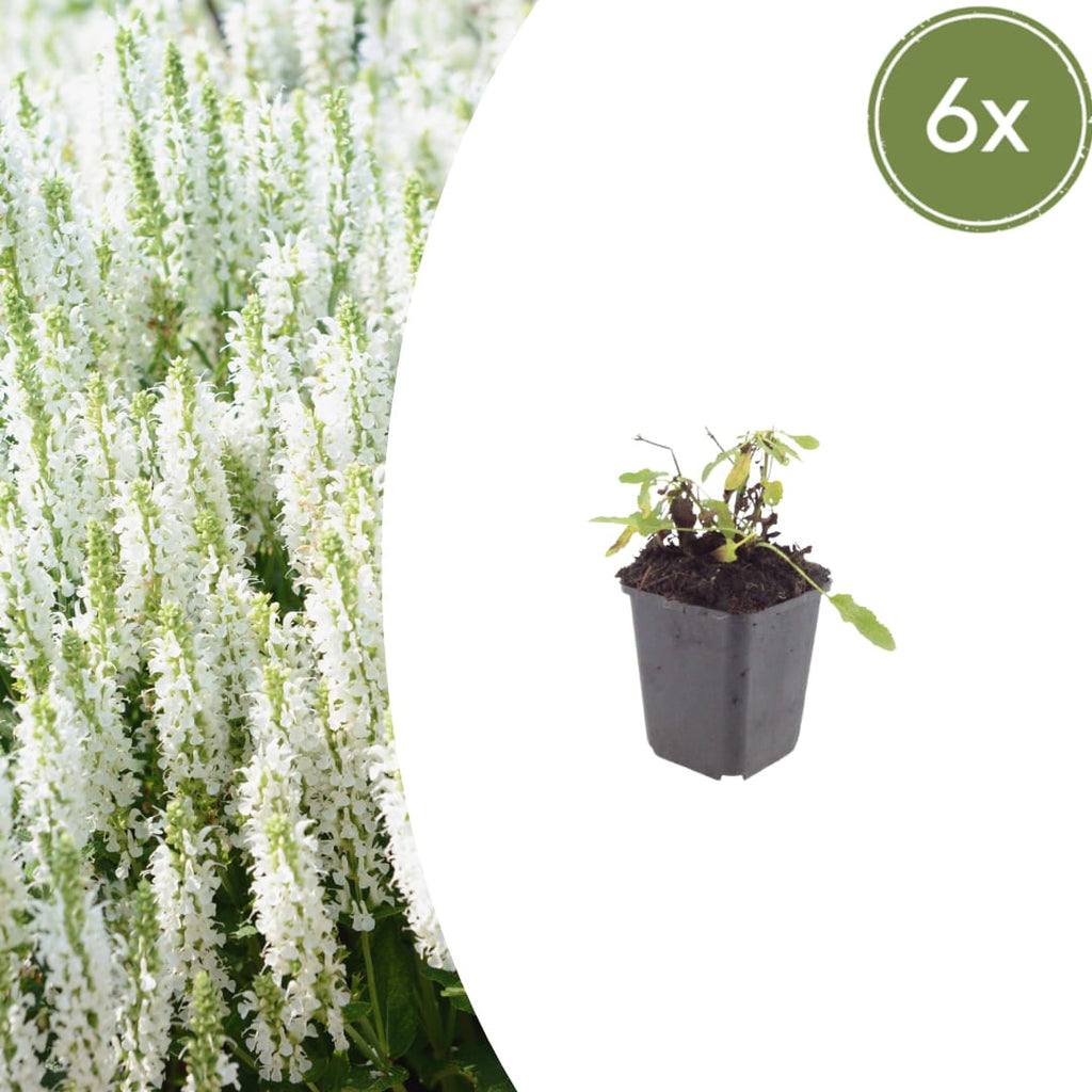 Salvia nemorosa Schneehügel – Ø9cm – Höhe 10-25cm – Steppensalbei – Hellblaue Blütenähren – Bienenfreundlich für Beet & Steingarten