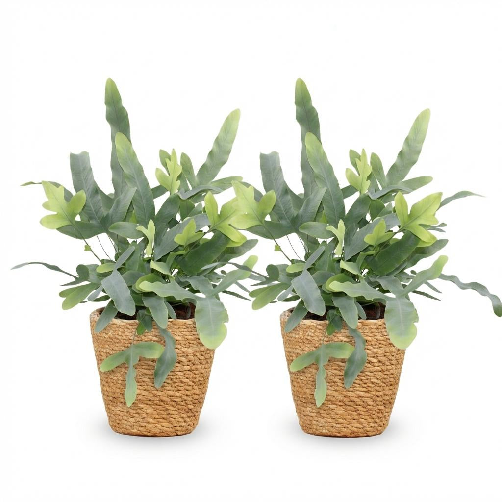Phlebodium aureum Blue Star Zimmerpflanzen inkl. Naturkorb