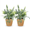 Phlebodium aureum Blue Star Zimmerpflanzen inkl. Naturkorb