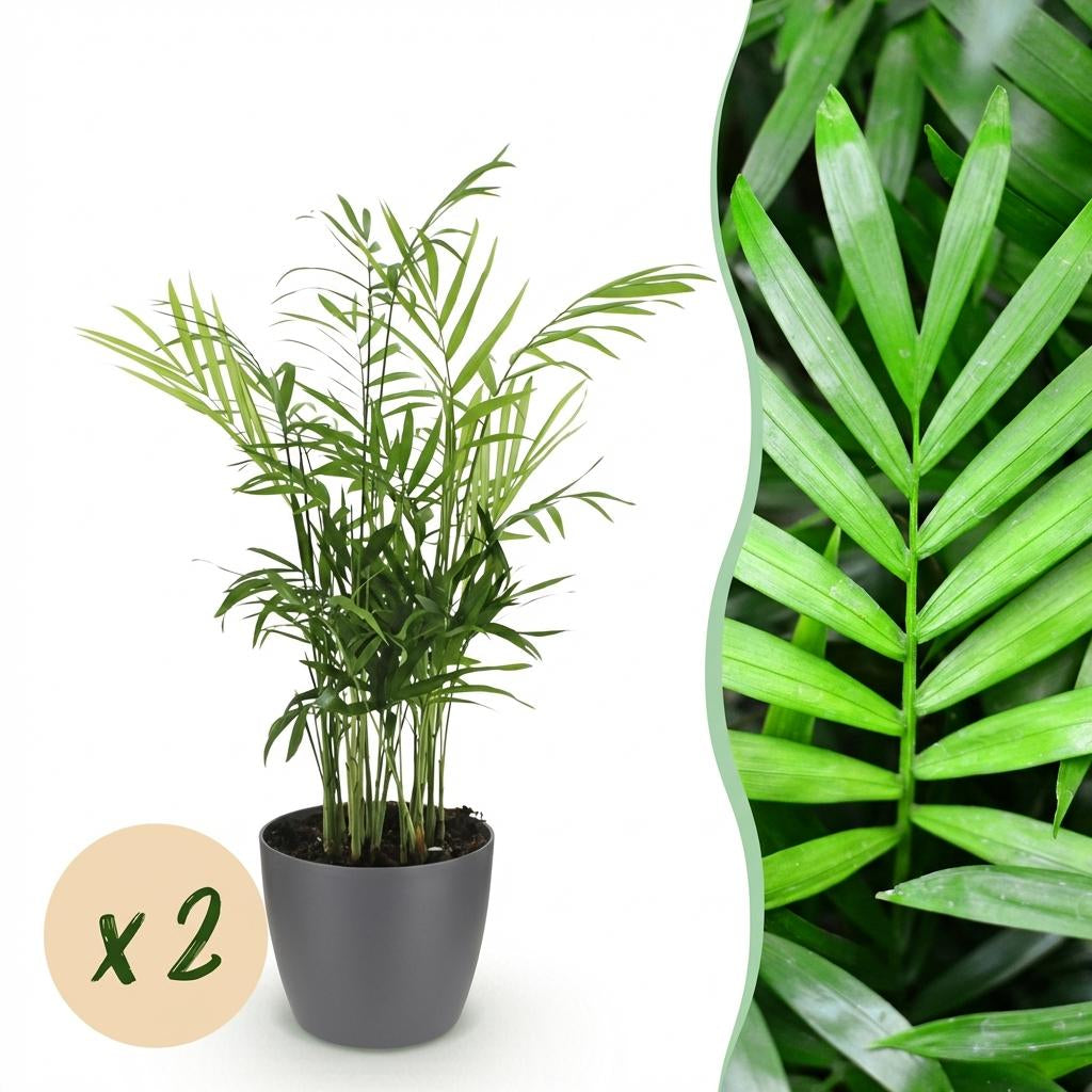Chamaedorea elegans Pflanzen Mit Grauem Topf Ø12cm Höhe ca.15cm Goldpalme Haustierfreundlich Luftreinigend Pflegeleicht Für Zimmer Büro &