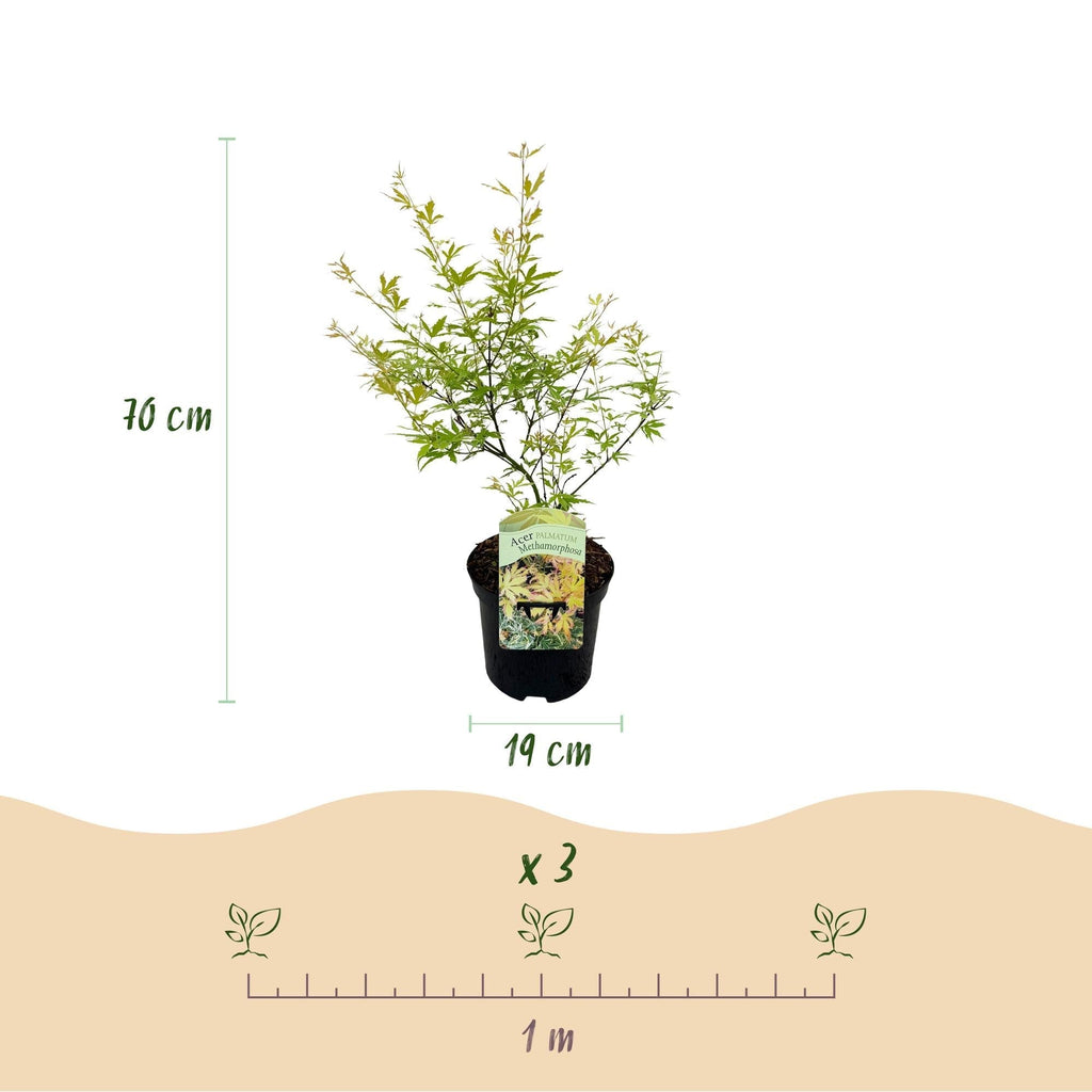 Japanischer Ahorn – Acer palmatum Metamorphosa – 70cm hoch – 19cm – Balkonpflanze & Zierbaum – Grünes Frühlingslaub, rote Herbstfärbung – Plant
