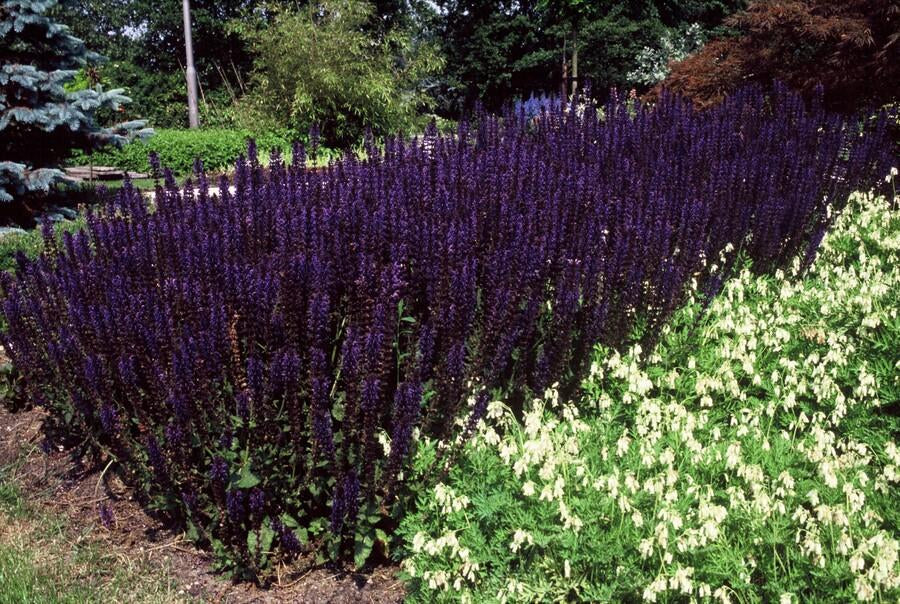 Blüten – Salbei Salvia nem. 'Mainacht' – ↕10-25cm – Ø9cm – Bienenfreundlich – Blau blühend – Sonniger Standort – Pflegeleicht – Plant