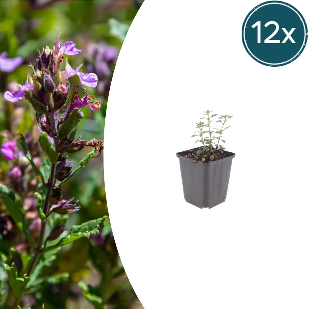 Teucrium lucidrys – Ø9cm – Höhe 10-25cm – Immergrüner Halbstrauch – Schnittverträglich – Für Hecke, Steingarten & moderne Gartenanlagen