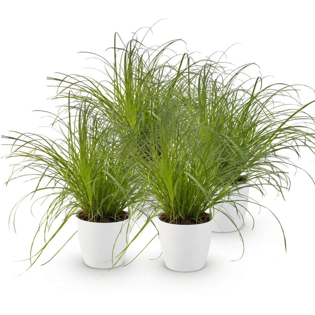 Cyperus Alternifolius Zumula Katzengras Pflanze mit weißem Topf Ø12cm Höhe 20cm Haustierfreundliche Grünpflanze pflegeleicht für Zimmer & Büro