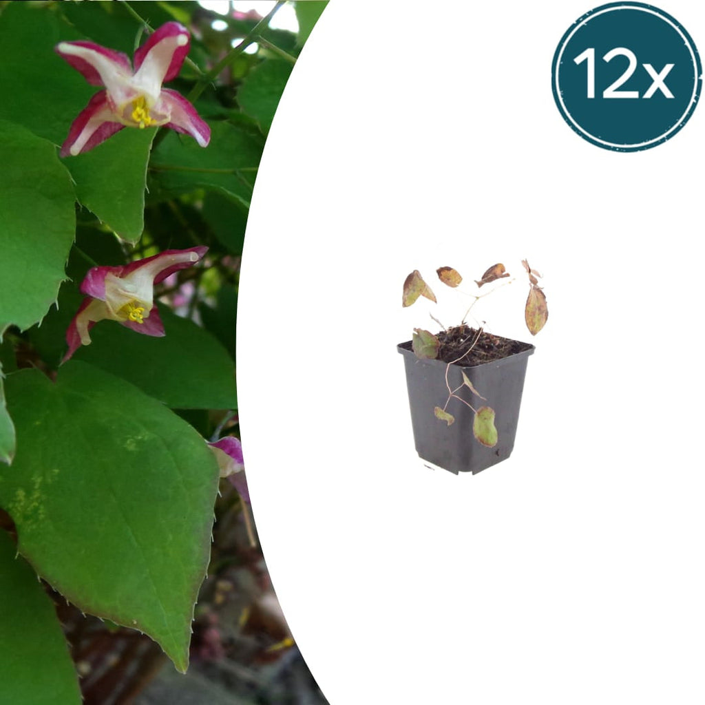 Elfenblume Epimedium rubrum – 10-25cm – Ø9cm – Winterharte Schattenstaude mit rotrosa Blüten – Bodendecker für Garten & Gehölzrand