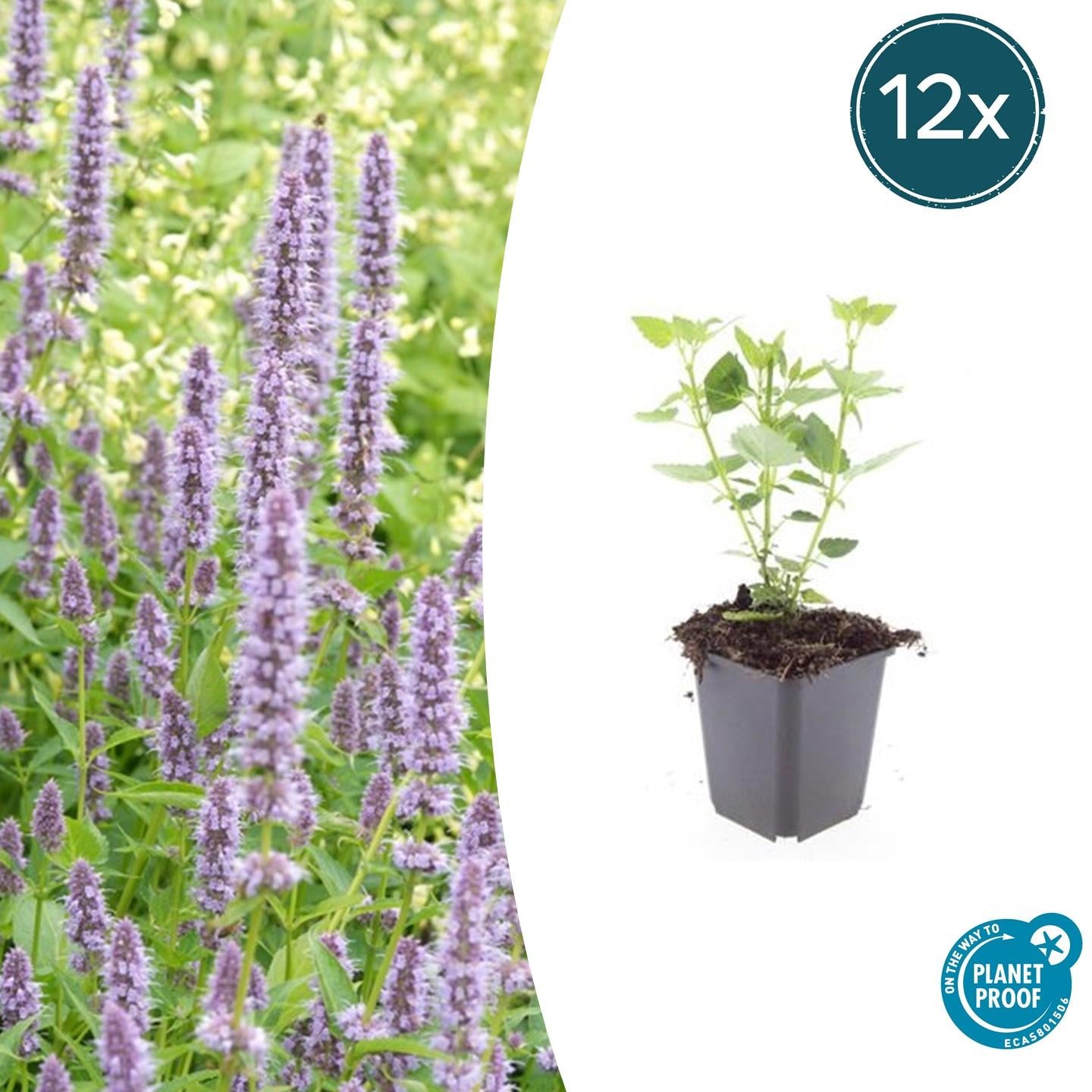 Asiatische Duftnessel – Agastache 'Blue Fortune' – ↕10-25cm – Ø9cm – Lavendelblaue Blüten – Schmetterlings – & bienenfreundlich – Plant
