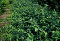 Spindelstrauch – Euonymus fortunei 'Dart's Blanket' – ↕10-25cm – Ø9cm – Schattentolerant – Winterhart – Pflegeleicht – Plant