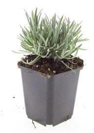 Lavendel Lavandula int. 'Edelweiss' – ↕10-25cm – Ø9cm – Weiße Blüten, Bienen – & Schmetterlingsfreundlich, Winterhart – Plant