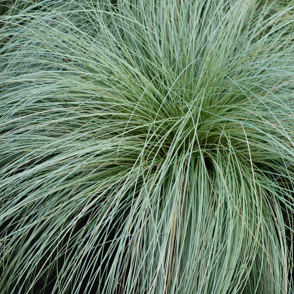 Neuseeland Segge Carex comans Frosted Curls – Ø17cm – Immergrün – Pflegeleicht – Elegantes Ziergras mit silbernem Glanz – Höhe ca. 50cm – Plant