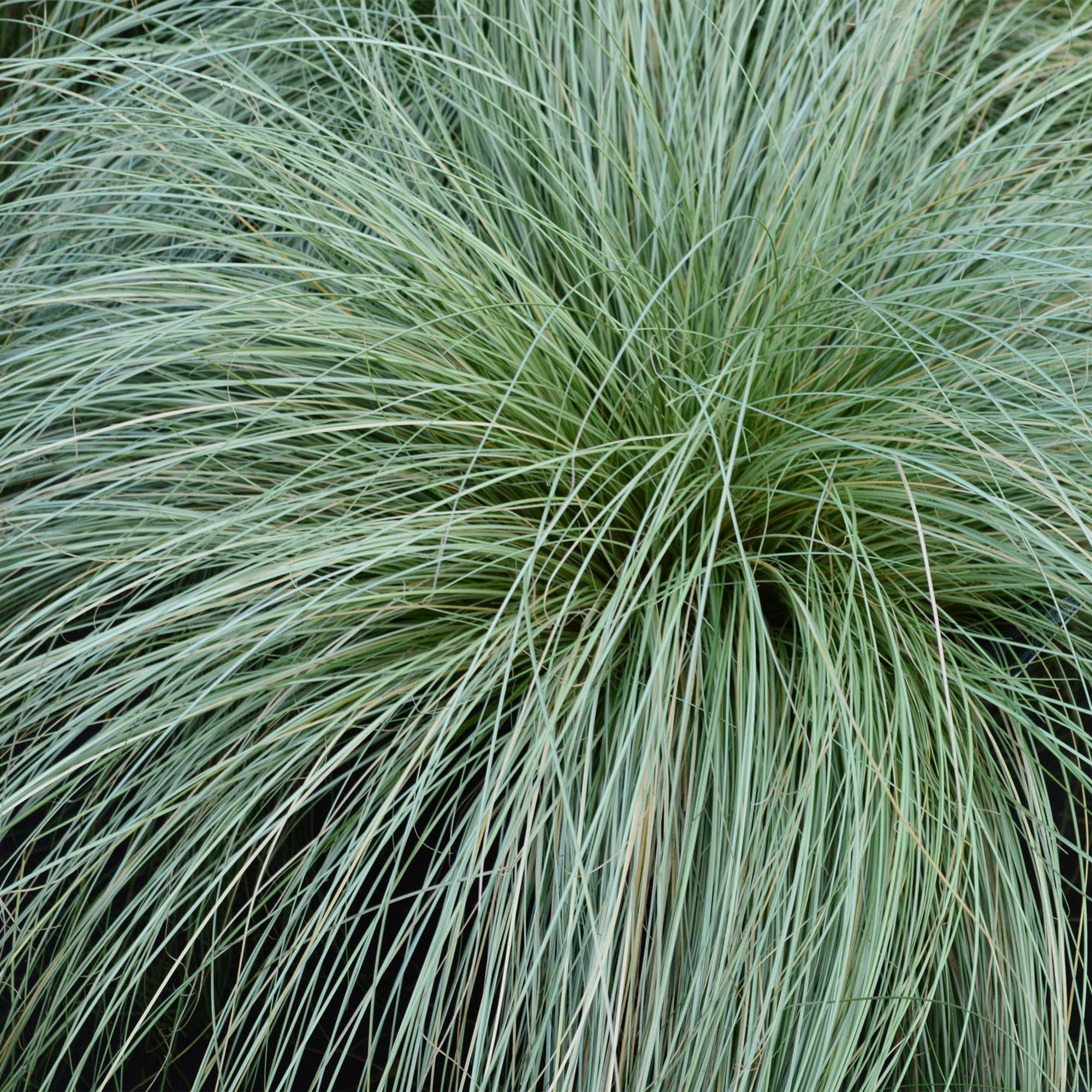Neuseeland Segge Carex comans Frosted Curls – Ø17cm – Immergrün – Pflegeleicht – Elegantes Ziergras mit silbernem Glanz – Höhe ca. 50cm – Plant