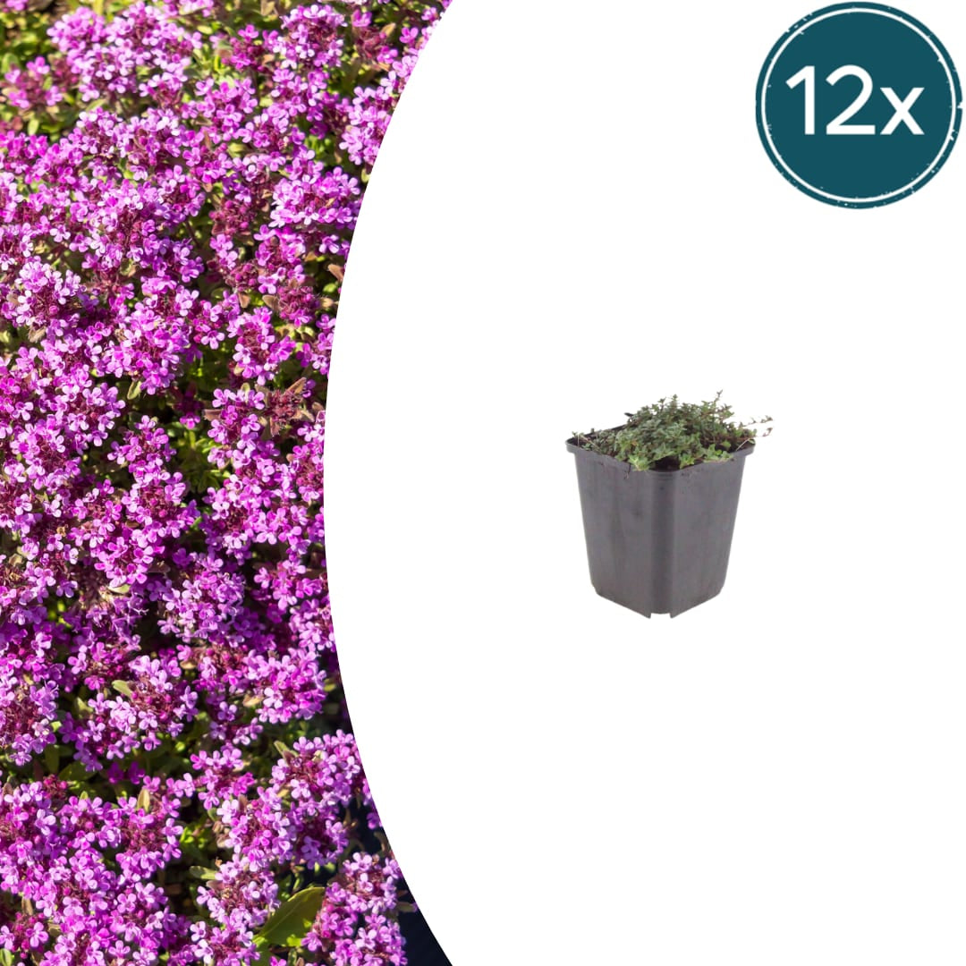 Thymian Thymus praecox Coccineus Bodendecker – Ø9cm – Höhe 10-25cm – Rosa Rot blühender Polsterthymian – Winterhart – Für Steingarten & Beet