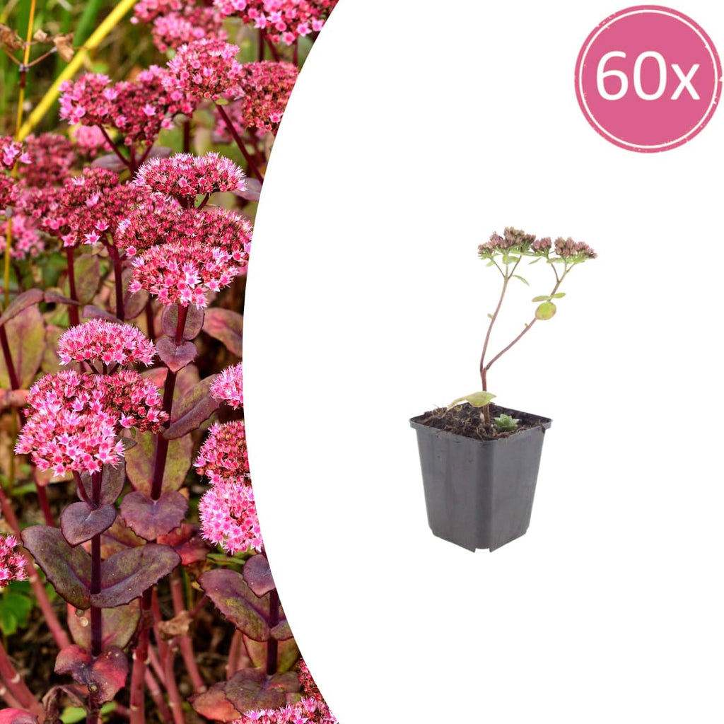 Sedum Matrona – Ø9cm – Höhe 10-25cm – Winterharte Fetthenne – Dunkelrosa Blüten