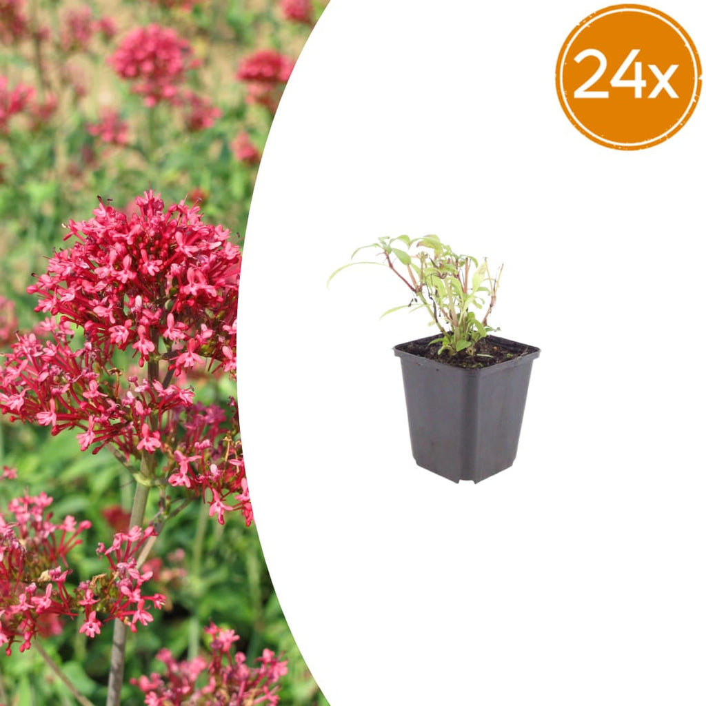 Centranthus ruber Coccineus – Rote Spornblume – 10-25cm – Ø9cm – Winterharte Staude für sonnige Standorte
