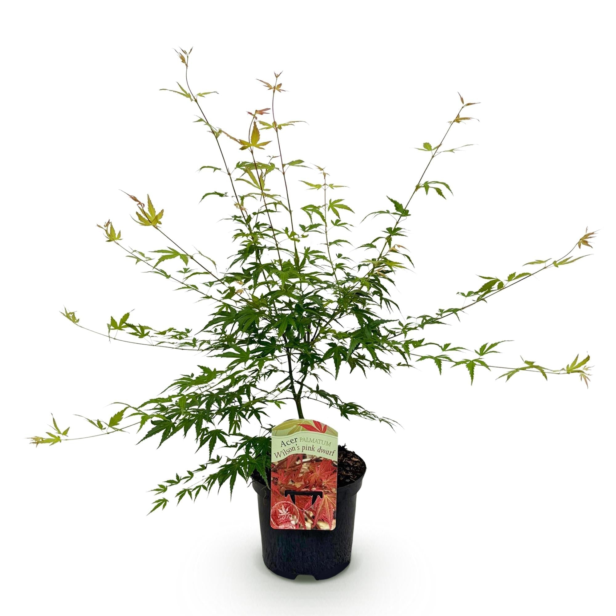 Japanischer Ahorn – Acer palmatum 'Pink Dwarf' – ca. 70cm hoch – Ø19cm – rosa Frühlingslaub – kompakte Balkon – & Gartenpflanze – Plant