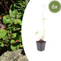 Persicaria amplexicaulis Speciosa – Ø9cm – Höhe 10-25cm – Winterharte Staude – Tiefrote Blütenähren