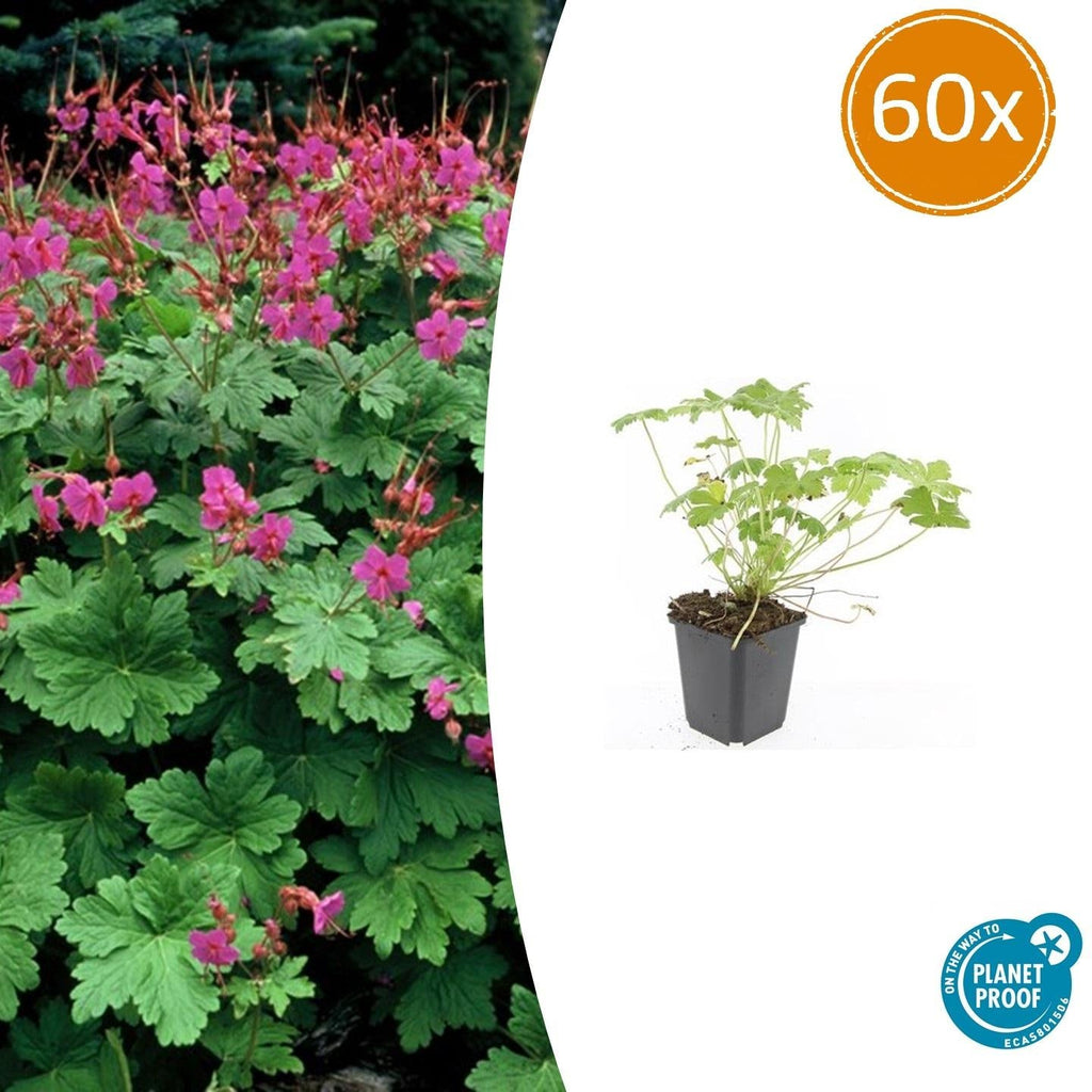 Storchschnabel Geranium macrorrhizum 'Czakor' – ↕10-25cm – Ø9cm – Tiefrosa Blüten – Aromatisches Laub – Robuster Bodendecker – Plant