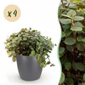 Calissia Repens Zimmerpflanze mit grauem Topf Ø12cm Höhe 17-20cm Haustierfreundliche Grünpflanze pflegeleicht für Wohnzimmer Büro Schlafzimmer