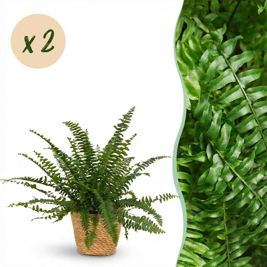 Nephrolepsis Exaltata Green Lady Farn – Zimmerpflanze im Korb Ø12cm Höhe25cm – Haustierfreundliche Grünpflanze – Luftreinigend & Pflegeleicht